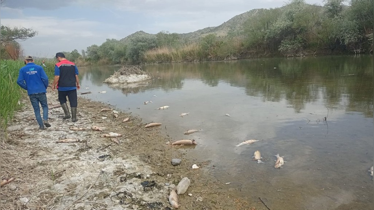 Kızılırmak'ta Elektrik Şoku ile Balık Avı: Yüzlerce Balık Öldü