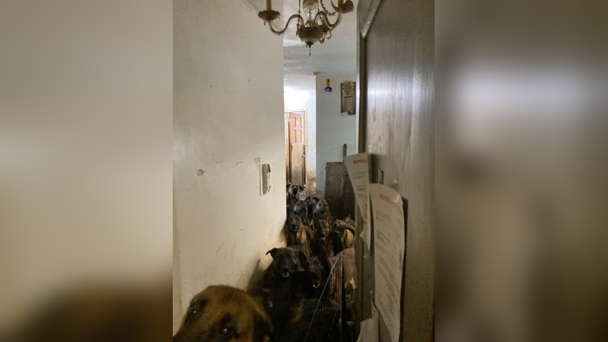 New York'ta Terkedilmiş Apartmanda 48 Belçika Kurdu Bulundu