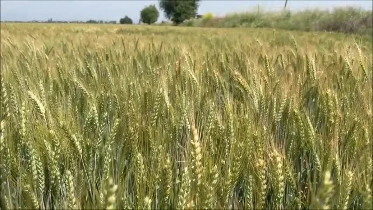 Barut: Buğdayda Yüzde 50 Rekolte Kaybı, Gıda Krizi Kapıda