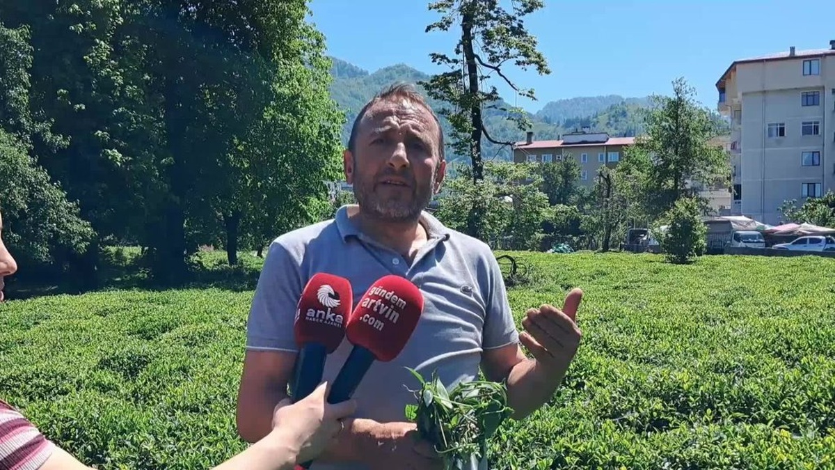 Çay Üreticileri: Yaş Çay Fiyatı 35 TL Artı 5 TL Destek Olmalı