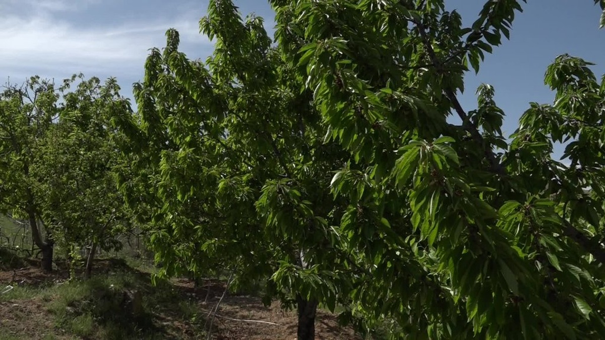 Malatya'da zirai don felaketi sonrası kiraz yaprağı hasadı başladı