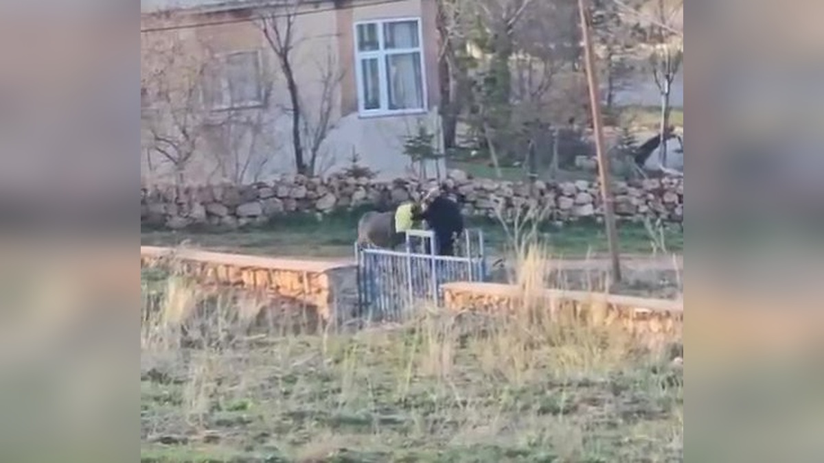 Kangal'da 80 Yaşındaki Adam Eşeği Öldürdü: HAYTAP'tan Tepki