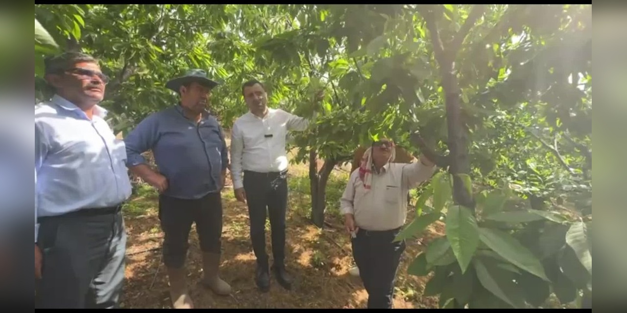 Manisa'da Kiraz Üreticileri Don Felaketinden Etkilendi: 'Bir Kilo Kiraz Bile Yok'