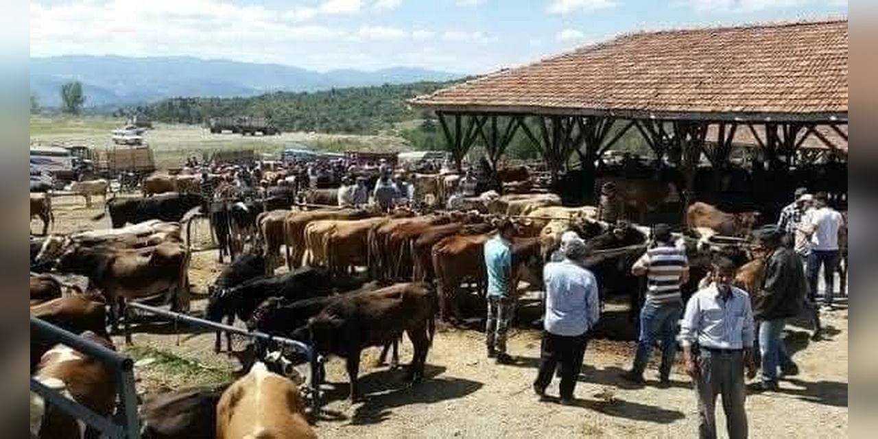 Tosya'da Şap Hastalığı: Kurban Pazarı ve 40 Yerleşim Yeri Karantinada