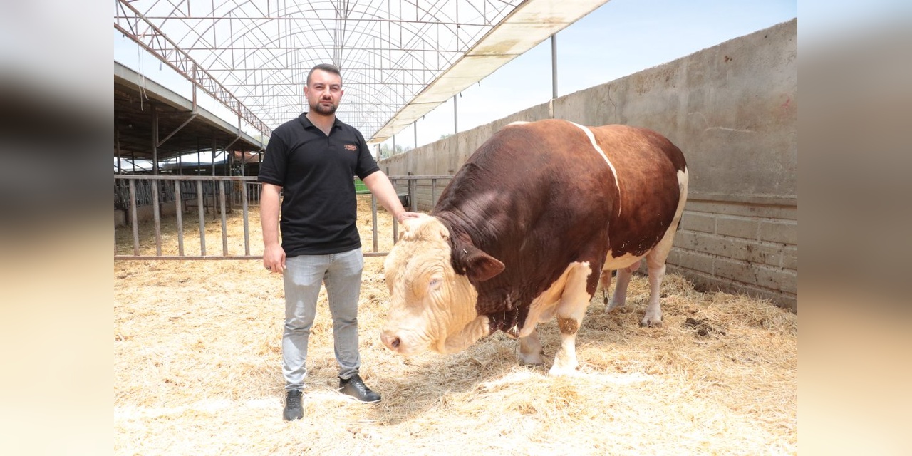 Kayseri'de 1,5 Tonluk 'Poyraz' Adlı Boğa 550 Bin TL'ye Satılıyor