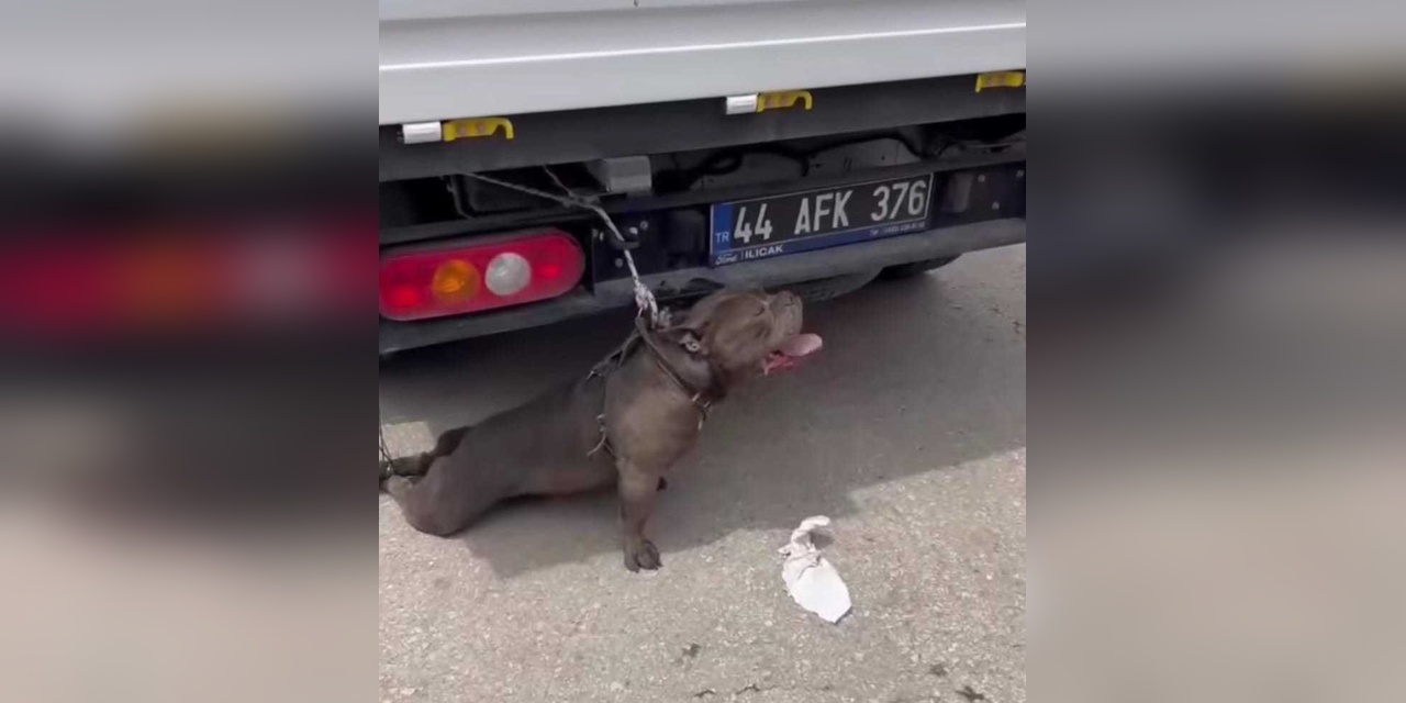 Malatya'da Pitbull Saldırısı: Kadın Hastaneye Kaldırıldı