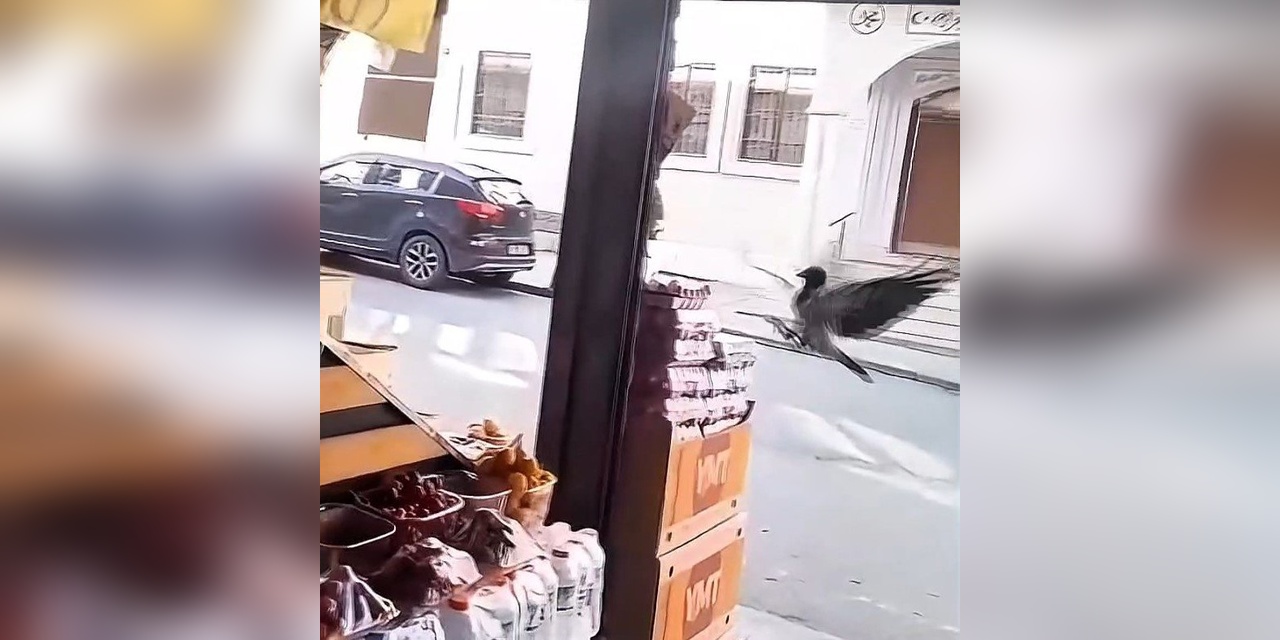 Sultançatı'da karga marketten yumurta çaldı