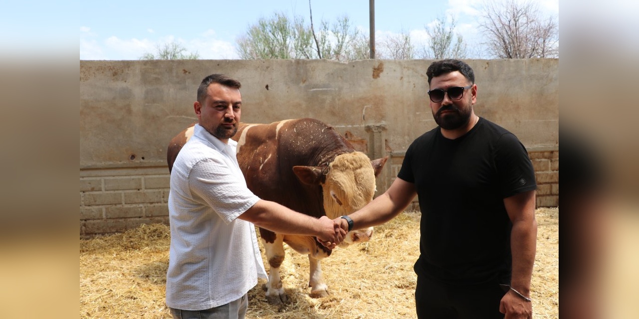 Kayseri'den 1,5 tonluk 'Poyraz' 540 bin TL'ye satıldı
