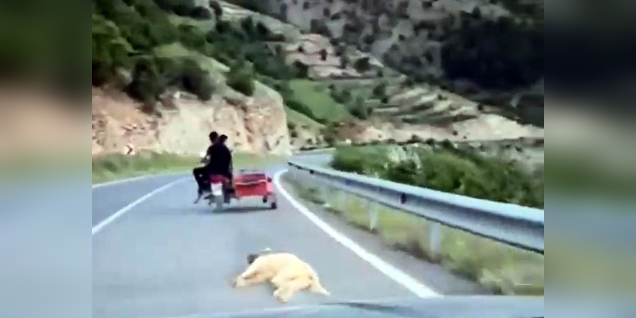 Kahramanmaraş'ta köpeği motosiklet arkasında sürükleyen sürücü gözaltına alındı