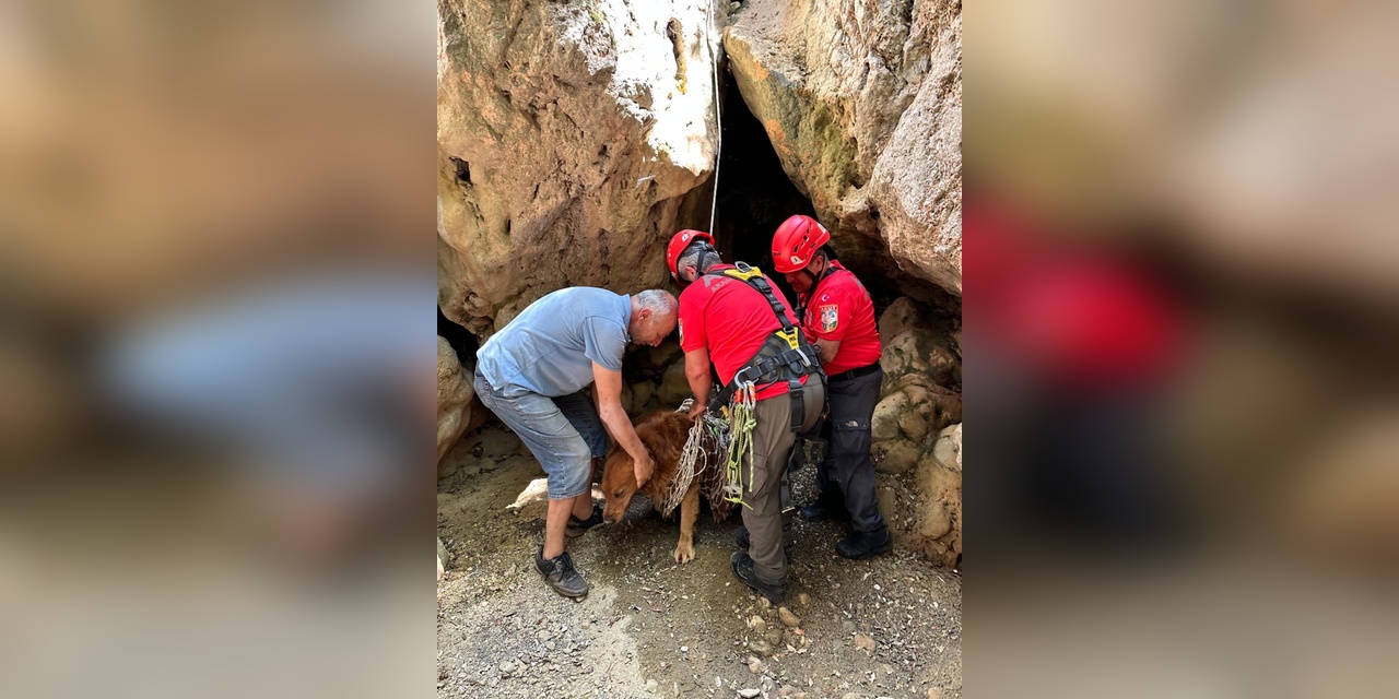 Fethiye'de mahsur kalan köpek AKUT tarafından kurtarıldı