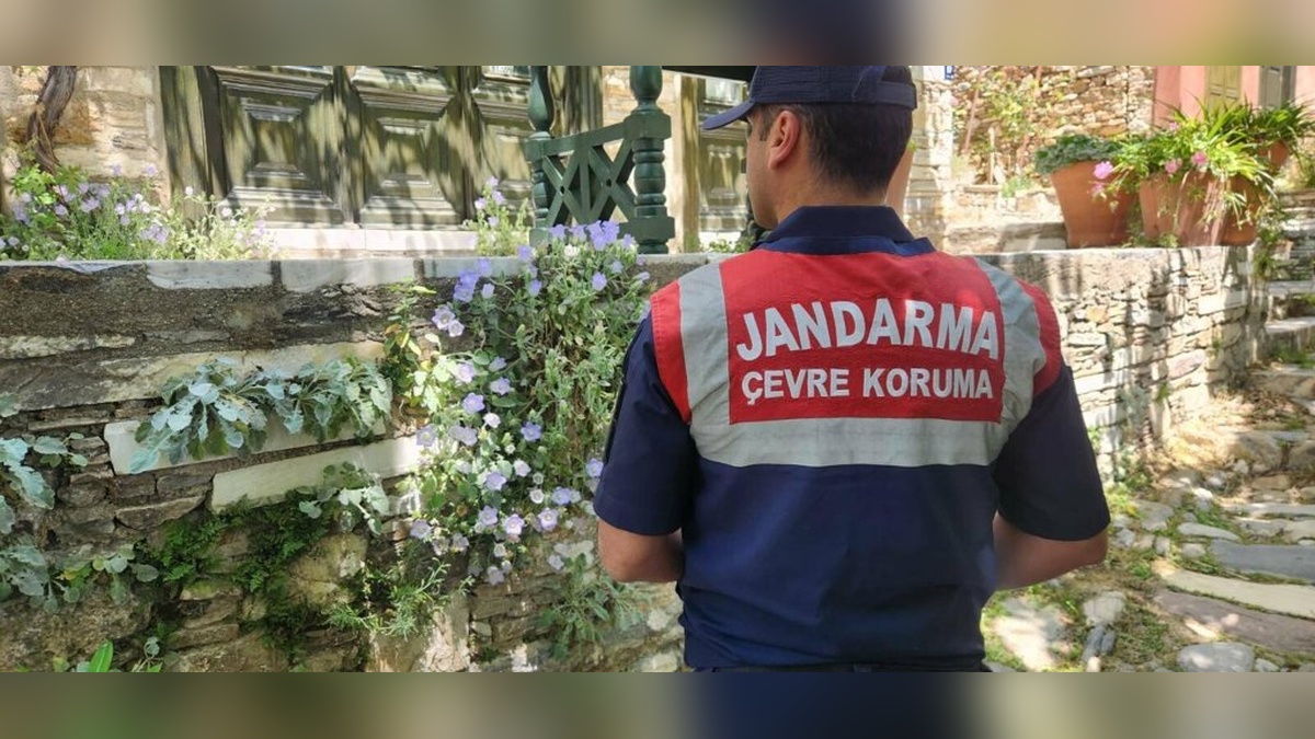 Kuşadası ve Söke'de tüylü çan çiçeği koruma altına alındı: Koparanlara 577 bin TL ceza