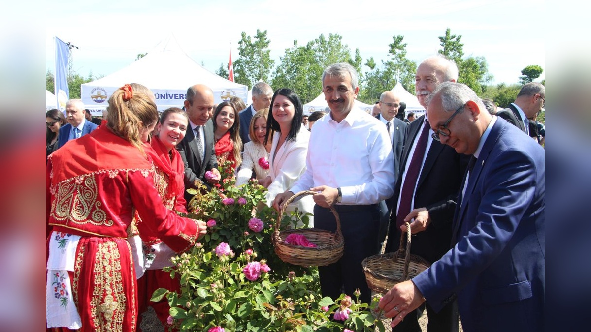 Edirne gülü hasadı: Tarihi gülün yeniden canlanması