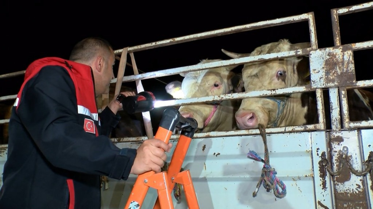 İstanbul'a kurbanlık hayvan girişi başladı: Denetimler sürüyor