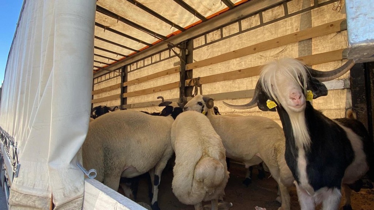 Erzincan'da kurbanlık hayvan denetimleri sıklaştırıldı