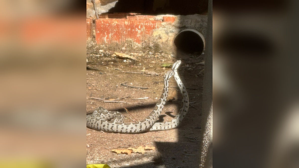 Finike'de şeritli engerek yılanlarının çiftleşme dansı görüntülendi