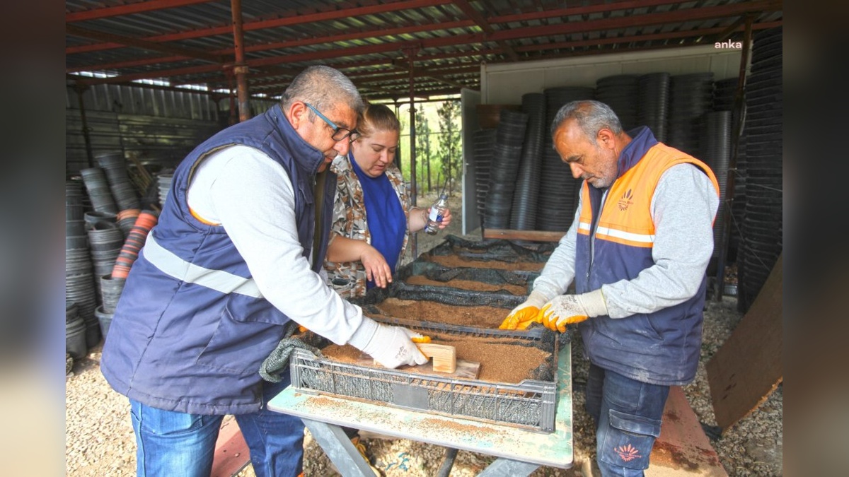 Karabağlar Belediyesi'nden yeşil alanlara destek: Tohumdan üretimle sürdürülebilir kent yeşilliği