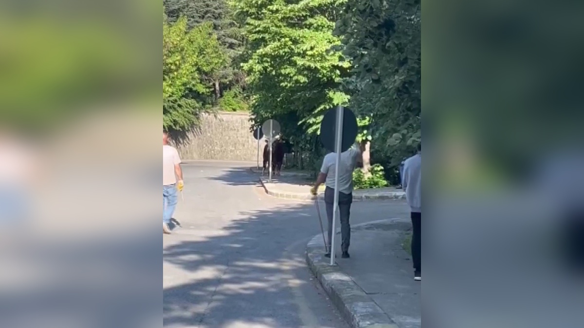 Ataşehir'de kurbanlık boğa kaçtı: Vatandaşlar güçlükle yakaladı