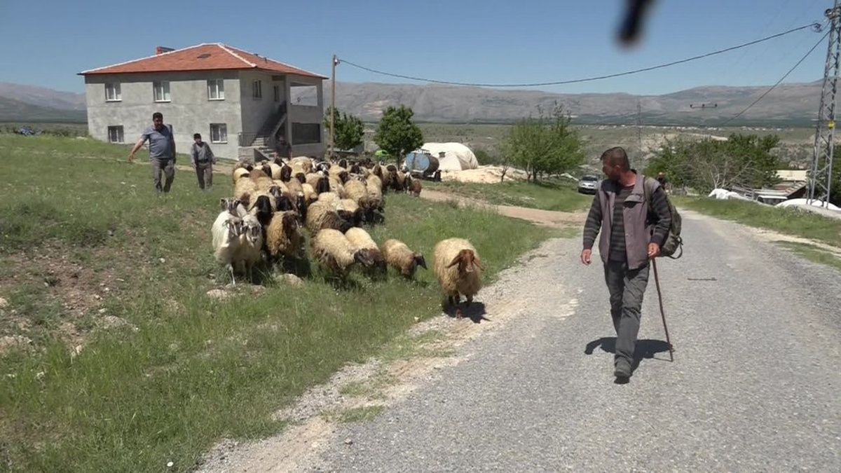 Malatya'da yayla göçü geç başladı: Sulak alan sıkıntısı yaşanıyor