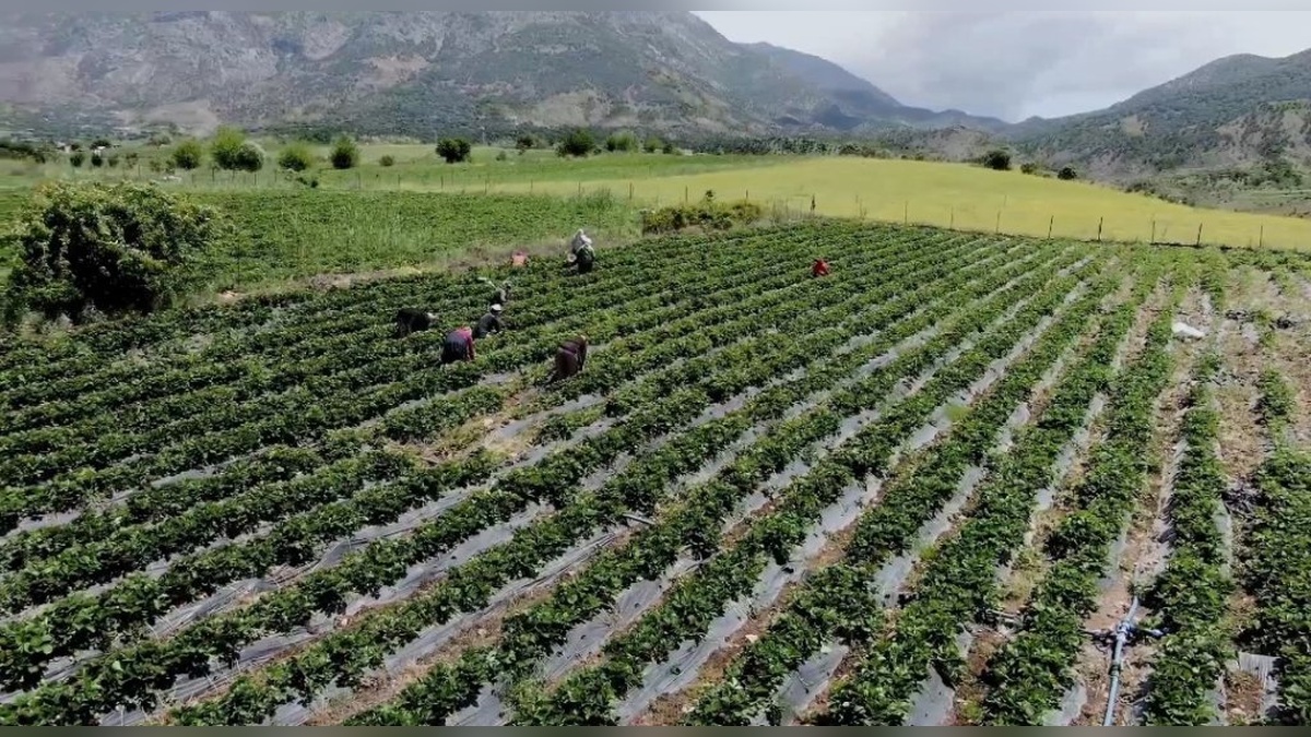 Batman'da Sason çileği ekonomiye 350 milyon lira katkı sağlıyor