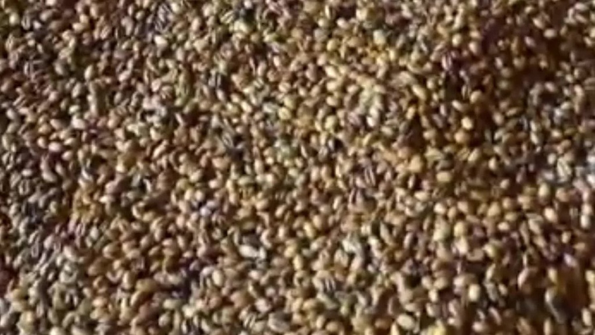 Çayıralan Emekçi Kadınlar Kooperatifi: 20 ton ürün yurt dışına gönderildi