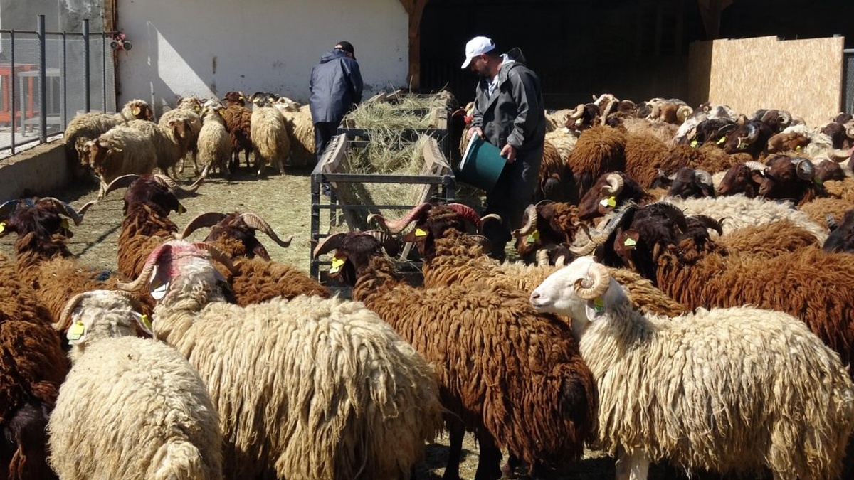 Erzurum'da kurbanlık koyun ve koç satışa sunuldu