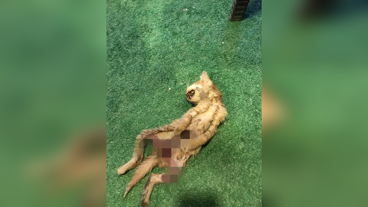 Zonguldak'ta 9 gün arayla 2 kedi öldürüldü: İç organları çıkarılmış halde bulundu