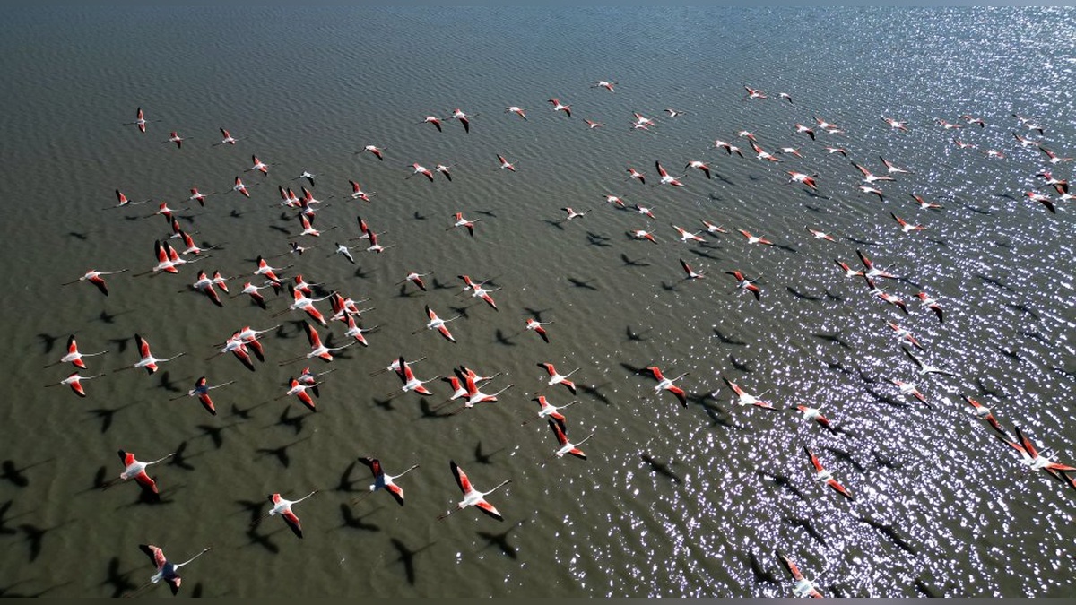 Ulaş Gölü'nde flamingo sayısı arttı