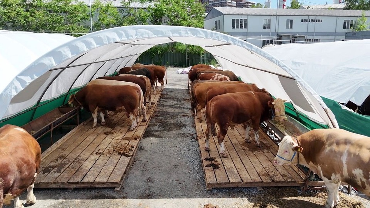 Bağcılar'da 1 ton 150 kiloluk 'Şampiyon' tosun kurban pazarının yıldızı oldu