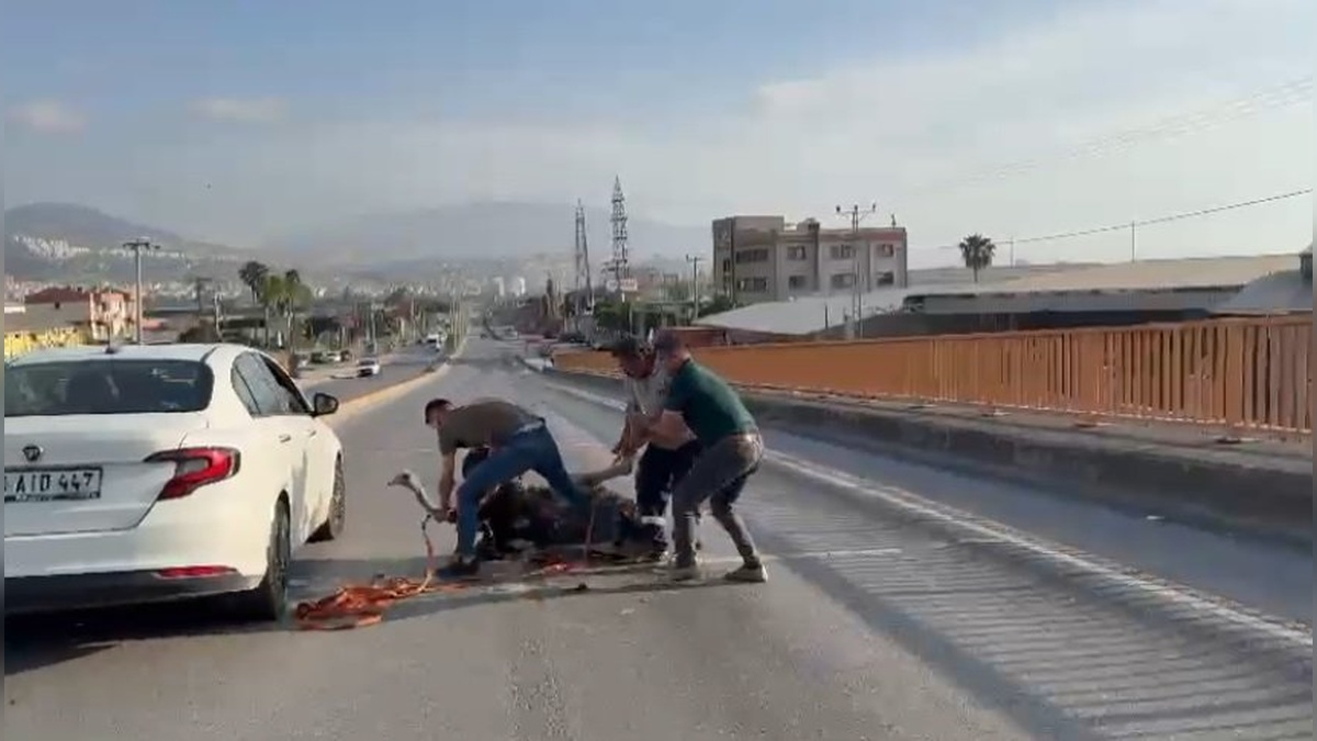 İskenderun'da caddede koşturan devekuşu yakalandı