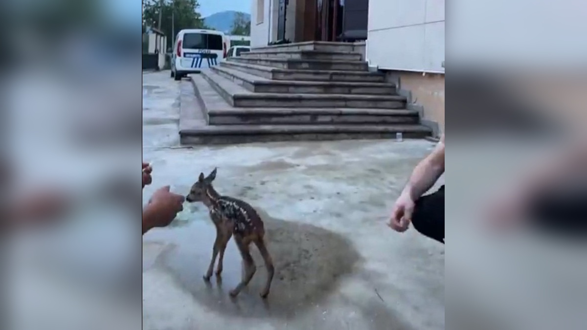 Kaynaşlı'da yavru karaca polislerin bahçesinde bulundu