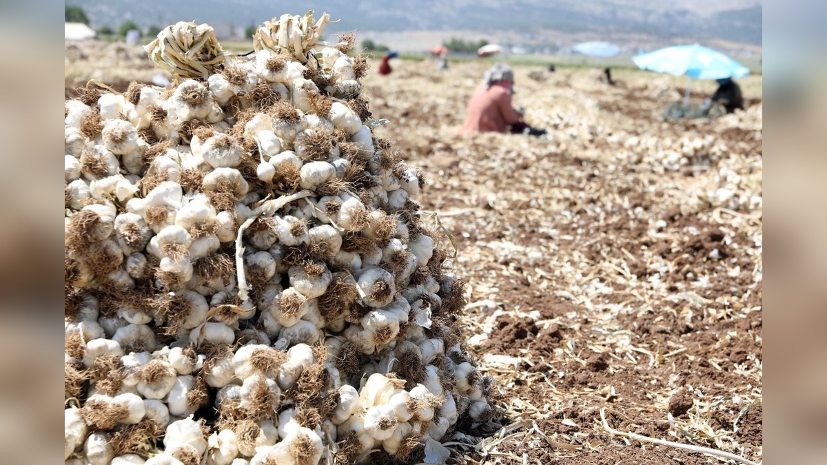 Araban'da sarımsak hasadı başladı: 40 bin ton rekolte bekleniyor