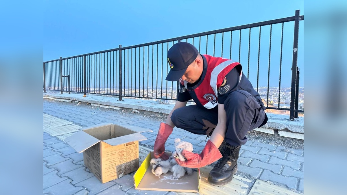 Kilis'te bulunan 4 yavru kartal koruma altına alındı