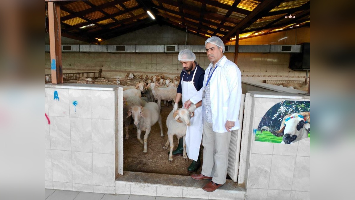 Bayrampaşa'da kurbanlık denetimleri