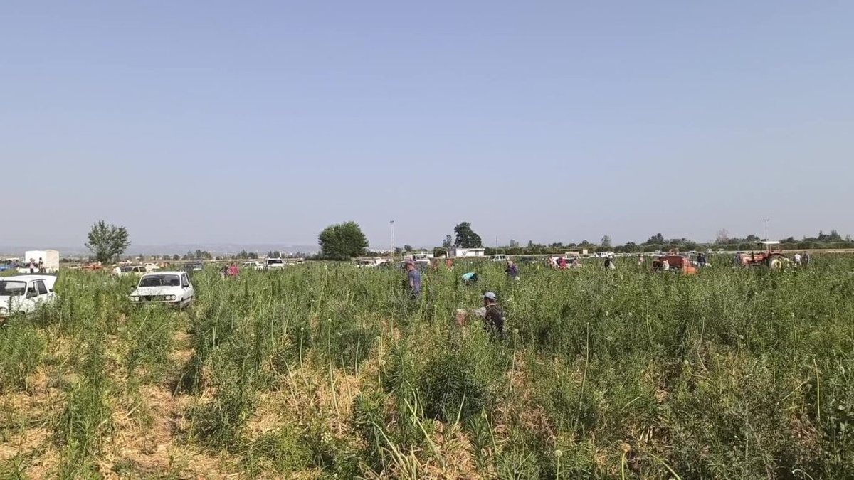 Osmaniye'de çiftçi soğanını satamayınca tarlasını vatandaşa açtı