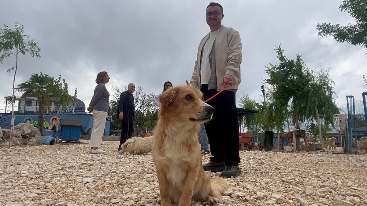 Bursa'da 'Emekli Hayvan Çiftliği': Terk Edilen Kediler ve Köpekler Sahiplenilmeyi Bekliyor