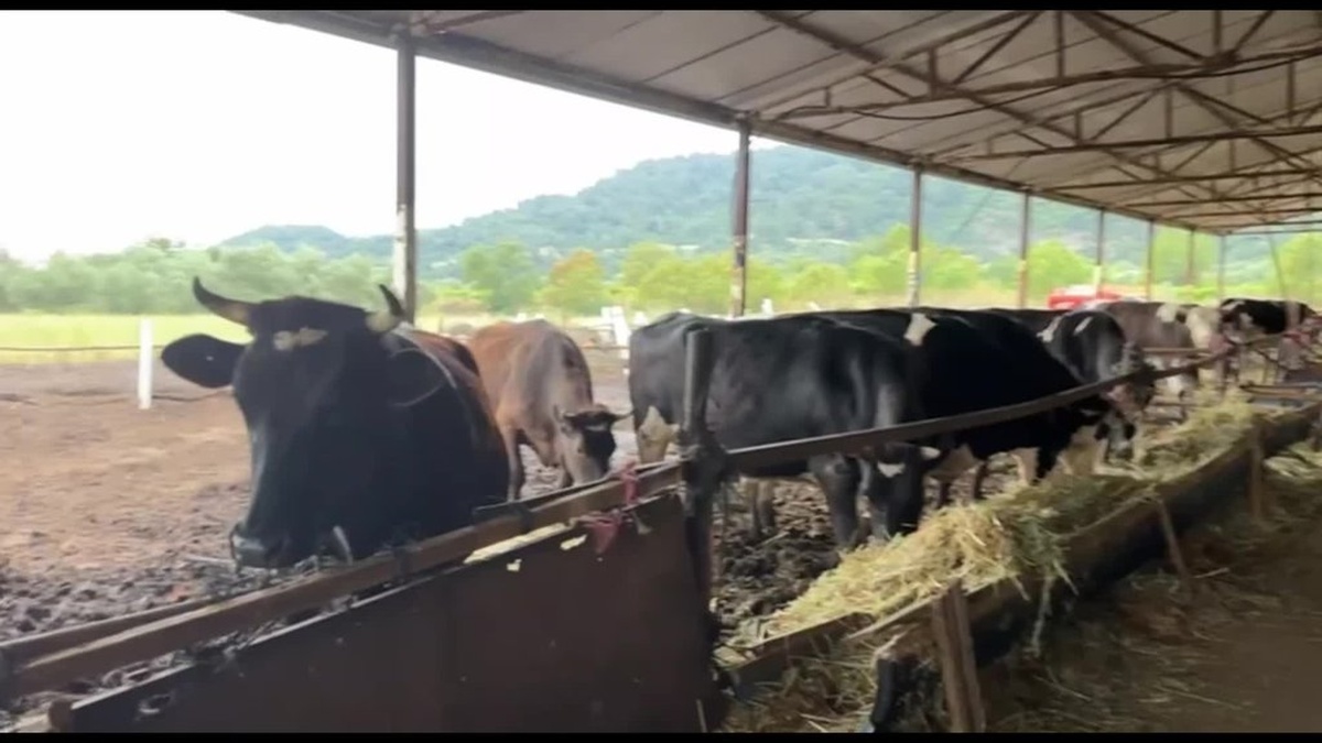 Manisa'da besicilerden CHP Milletvekili Başevirgen'e taksitli satış çağrısı