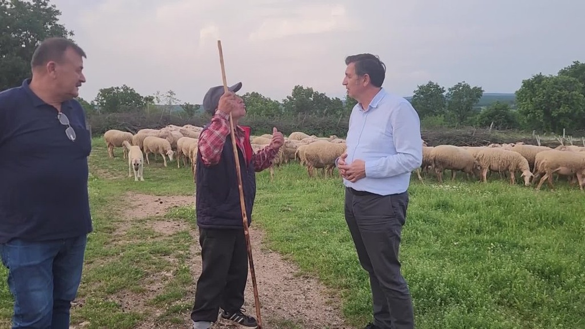 Edirne'de kurbanlık fiyatlar üreticileri zorluyor: 'Bir koyunla bir ton yem alamıyorsun'