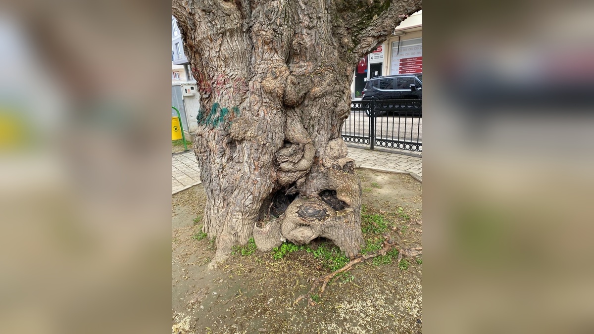 Osmangazi'de asırlık dut ağacı hayata döndürüldü