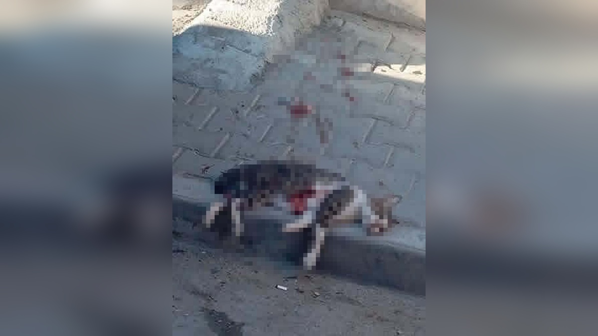 Turgutlu'da sokak kedisini pompalı tüfekle öldüren N.T. gözaltına alındı