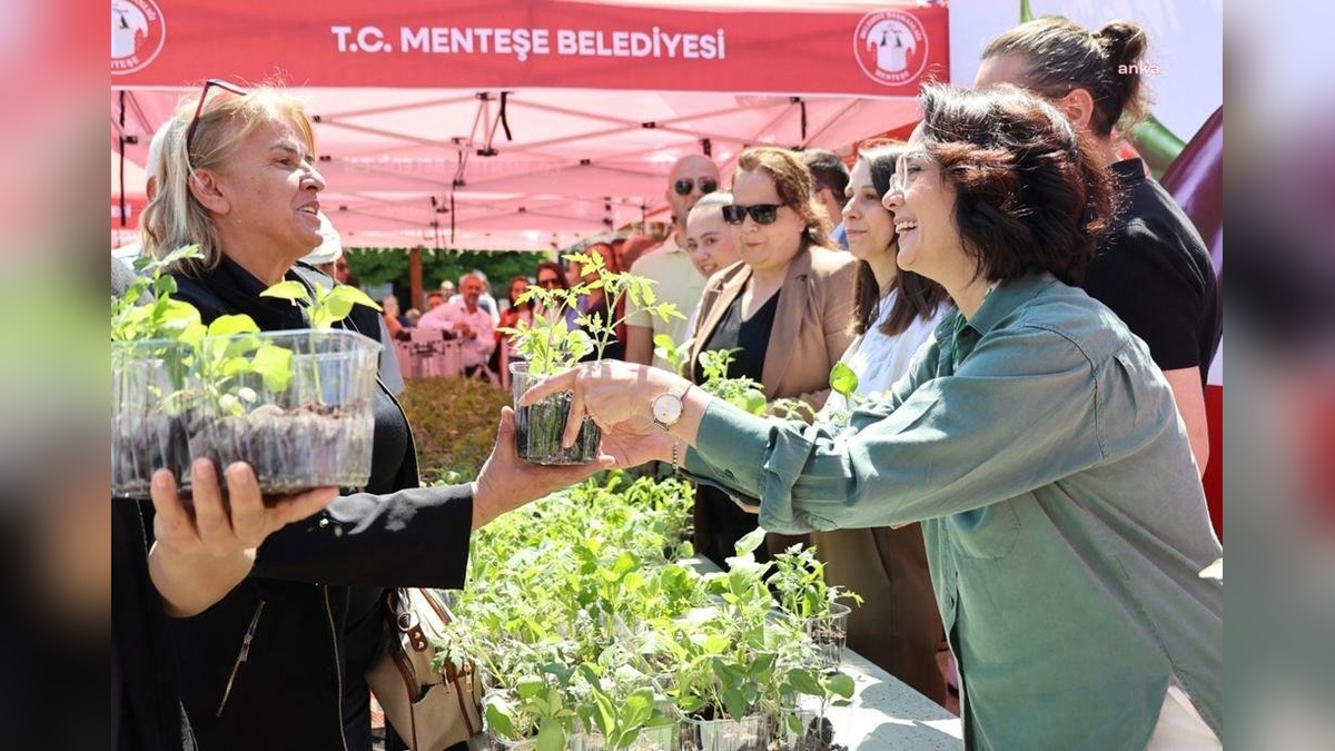 Menteşe'de 60 bin ata tohumu fidanı ücretsiz dağıtıldı