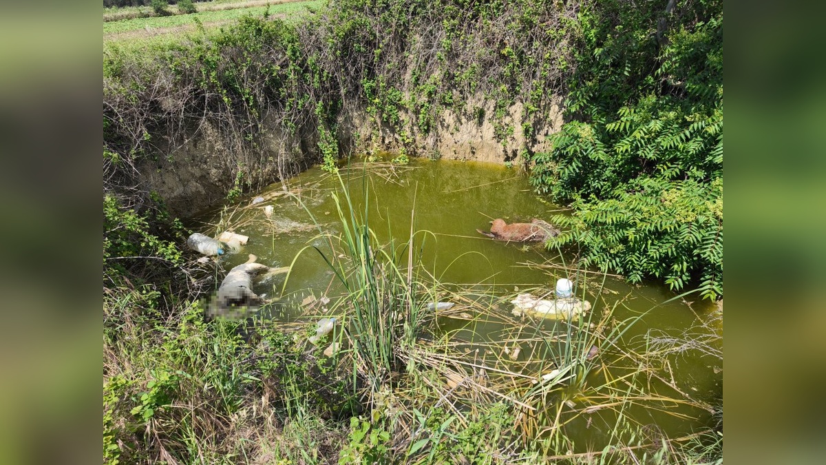 Keşan'da başsız köpek cesetleri bulundu