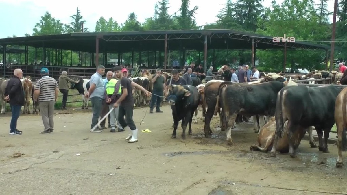 Düzce kurban pazarında satışlar düşük: 'Yem fiyatları çok yüksek'