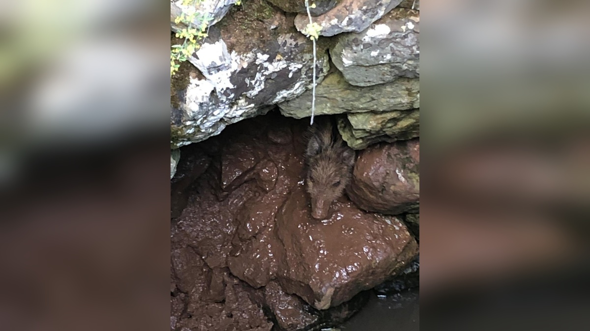 Muğla'da su kuyusuna düşen yavru yaban domuzu kurtarıldı