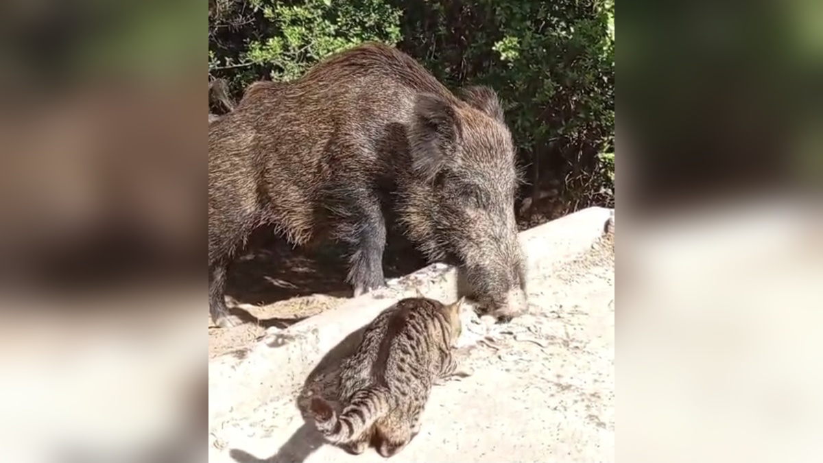Samandağ'da yaban domuzu ve sokak kedisi birlikte yemek yedi