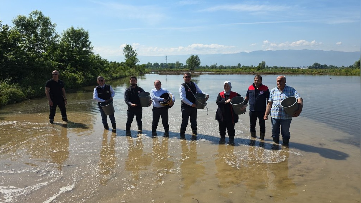 Düzce'de Konuralp pirinci ekimi başladı