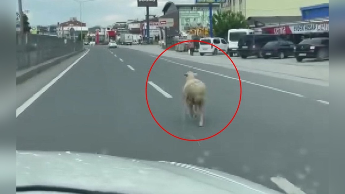 Çiftlikköy'de kaçan kurbanlık koyun trafikte yavaşlamaya neden oldu