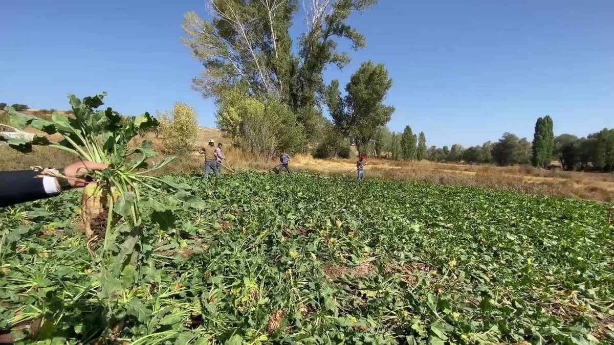 Yozgat'ta şeker pancarı kotası krizi: Çiftçiler 'ekmeyin, biçmeyin' diyor