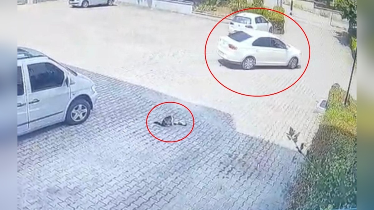 Bursa'da sitede yavru kedi ezildi: Anne kedi yavrusunun başından ayrılmadı
