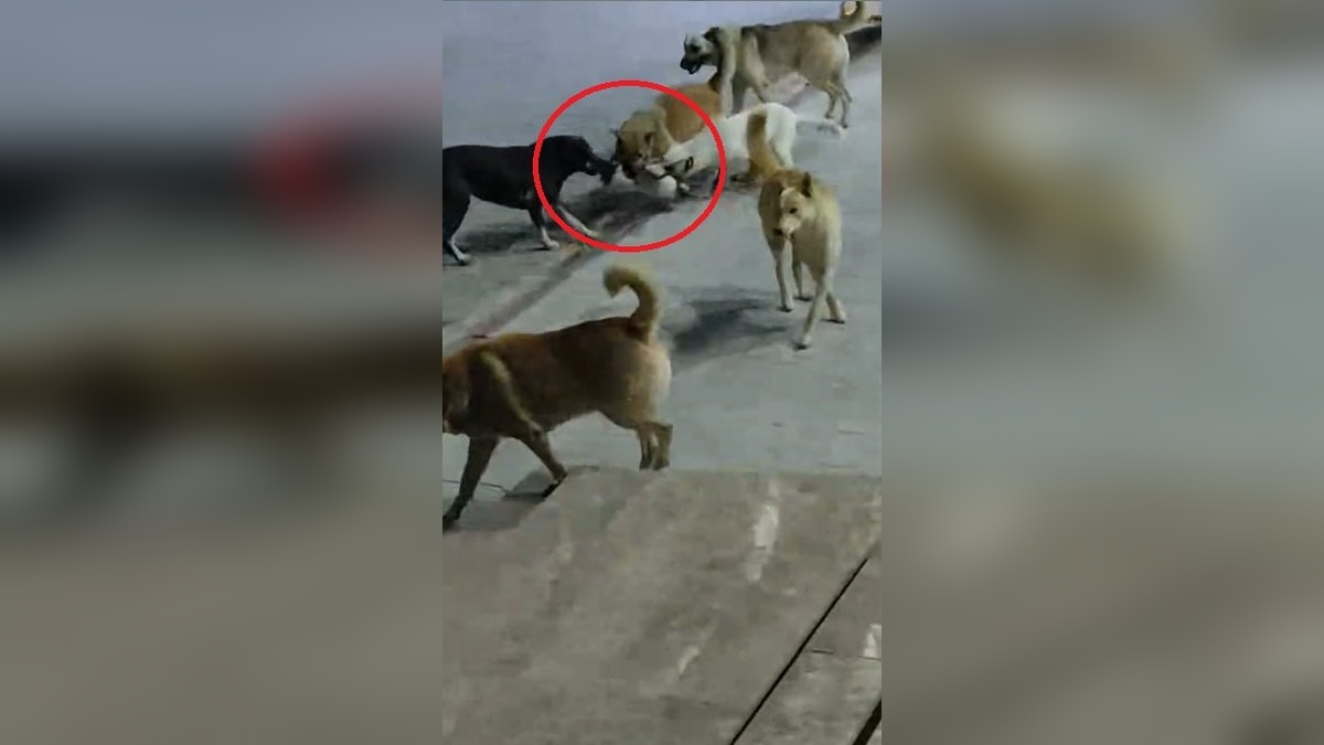 İskenderun'da 6 sokak köpeğinin saldırısına uğrayan kedi öldü