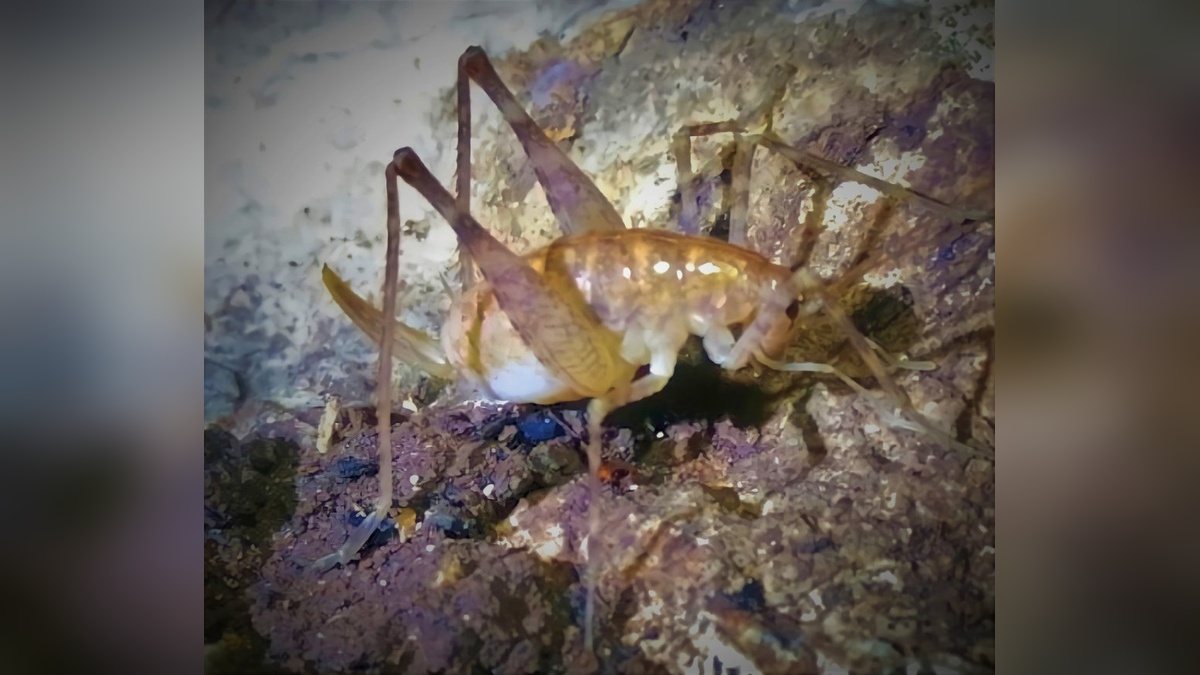 Dicle'de yeni bir çekirge türü keşfedildi: 'Troglophilus diclensis'